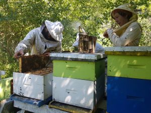 Recomendación: Directorio de la Federación Red Apícola Nacional F.G. a nuestros apicultores