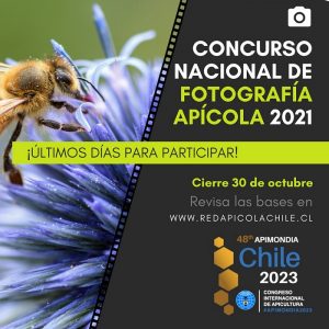 Concurso de Fotografía Chile Apícola- Postulación hasta el 30 de Octubre